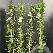 Clematis mont. rubens 175-200 cm 7,5L