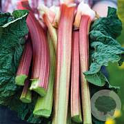 Rheum rhab. 'Poulton's Pride' GM  P11