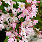 Deutzia Yuki Cherry Blossom 50-60 cm 7,5L