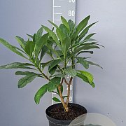 Edgeworthia chrys. 'Grandiflora' 60-80 cm 10L