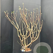 Edgeworthia chrys. 'Grandiflora' 100-125 cm 15L