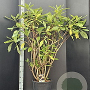 Edgeworthia chrys. 'Grandiflora' 100-125 cm 20L