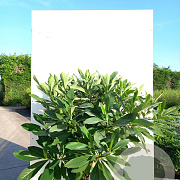 Edgeworthia chrys. 'Grandiflora' 125-150 cm 20L