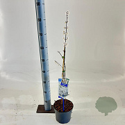Abeliophyllum distichum 50-60 cm 2,0L met stok