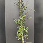 Fagus syl. 'Dawyck Purple' 175-200 cm 12L