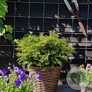 Chamaecyparis o. 'Pygmaea' 25-30 cm 3,5L