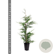 Cupressocyparis leylandii 80-100 cm 4,0L