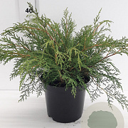 Microbiota decussata 30-40 cm 3,0L