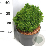 Picea gl. 'Alberta Globe' 25-30 cm 5,0L
