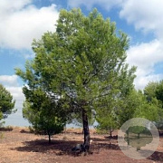 Pinus halepensis 60-80 cm 5,0L