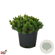 Pinus mugo pumilio 30-40 cm 12L