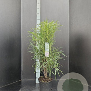 Frangula alnus Fine Line 80-100 cm 5,0L