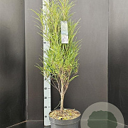 Frangula alnus Fine Line 80-100 cm 10L