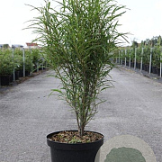 Frangula alnus Fine Line 80-100 cm 10L