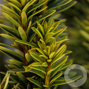 Taxus b. 'David' 50-60 cm 3,0L