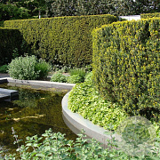 Taxus media 'Hicksii' 50-60 cm 4,0L