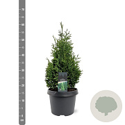 Thuja occ. 'Hurricane' 40-50 cm 3,0L