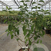 Halesia carolina 60-80 cm 7,5L