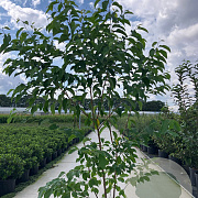 Halesia carolina 150-175 cm 20L