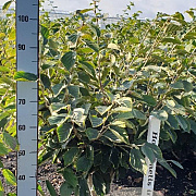 Hamamelis int. 'Arnold Promise' 80-100 cm met kluit