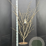 Hamamelis int. 'Arnold Promise' 125-150 cm 15L