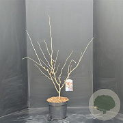 Hamamelis int. 'Diane' 80-100 cm 10L