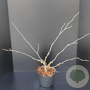 Hamamelis int. 'Jelena' 60-80 cm 5,0L