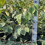 Hamamelis int. 'Pallida' 80-100 cm met kluit
