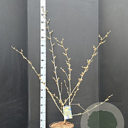Hamamelis int. 'Pallida' 100-125 cm 10L