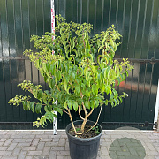 Heptacodium miconioides 125-150 cm 15L