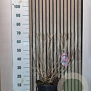 Hydrangea pan. Vanille-Fraise 50-60 cm 7,5L