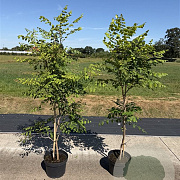 Koelreuteria paniculata 100-125 cm 10L
