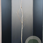 Koelreuteria paniculata 150-175 cm 15L