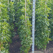 Liquidambar s. 'SlenderSilhouette' 125-150 cm met kluit