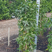 Liquidambar s. 'SlenderSilhouette' 150-175 cm met kluit