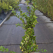 Lonicera fragrantissima 100-125 cm 10L