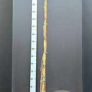 Lonicera periclymenum 175-200 cm 7,5L