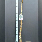 Lonicera per. 'Belgica' 175-200 cm 7,5L