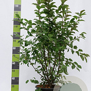 Malus 'Red Sentinel' 175-200 cm 20L