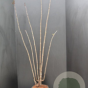 Sambucus nigra Black Tower 100-125 cm 10L