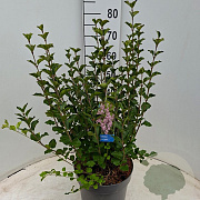 Syringa meyeri 'Palibin' 50-60 cm 7,5L
