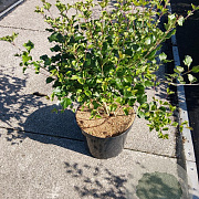 Syringa meyeri 'Palibin' 50-60 cm 10L