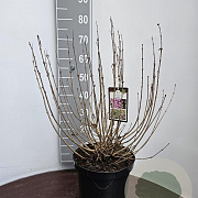 Syringa meyeri 'Palibin' 50-60 cm 10L