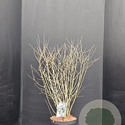 Syringa meyeri 'Palibin' 80-90 cm 20L