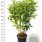 Syringa v. 'Charles Joly' 125-150 cm 25L