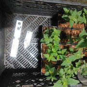 Agastache 'Black Adder' GM P9