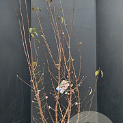 Viburnum bodn. 'Dawn' 200-225 cm 45L