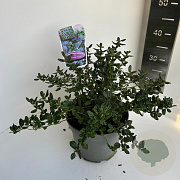 Ceanothus griseus 'Yankee Point' 30-40 cm 5,0L