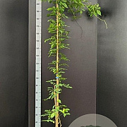 Wisteria flor. 'Multijuga' 175-200 cm 7,5L