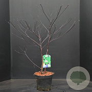 Cornus alternifolia 60-80 cm 10L
